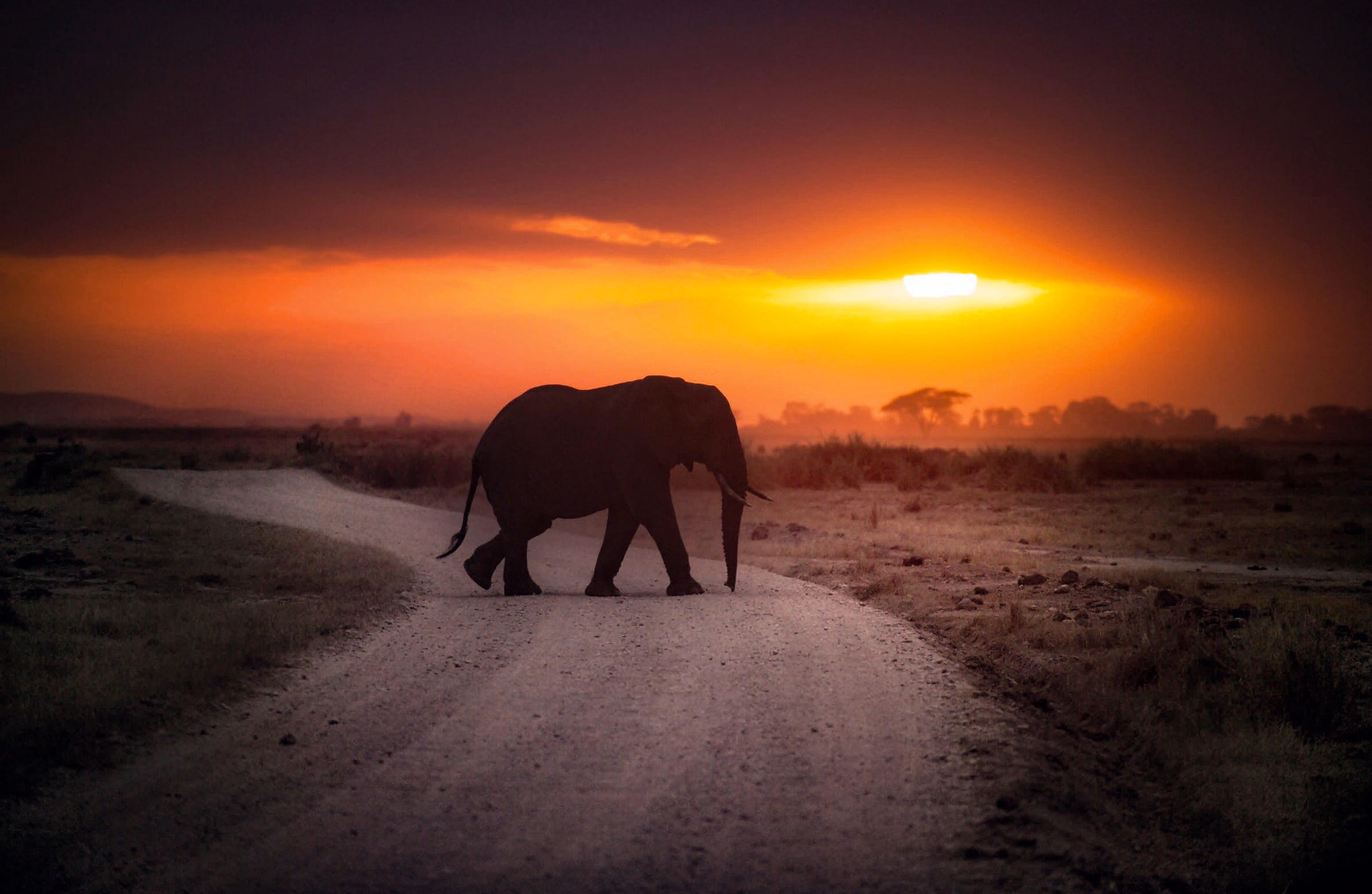 P. N. Amboseli, Kenia