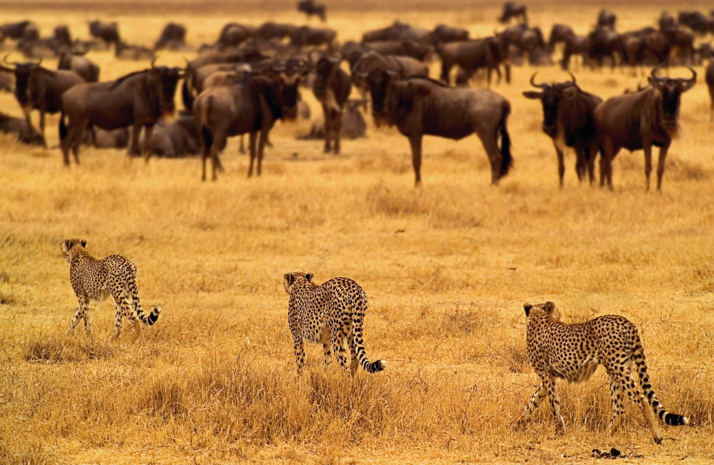 P. N. Ngorongoro, Tanzania